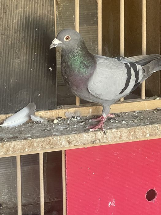 Porumbei de vanzare!