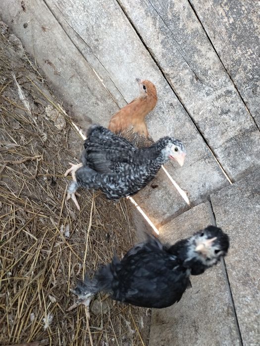 Цыплята,кохинхин/родонит