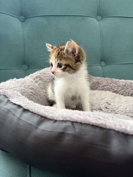 Котята девочки срочно ищут дом!