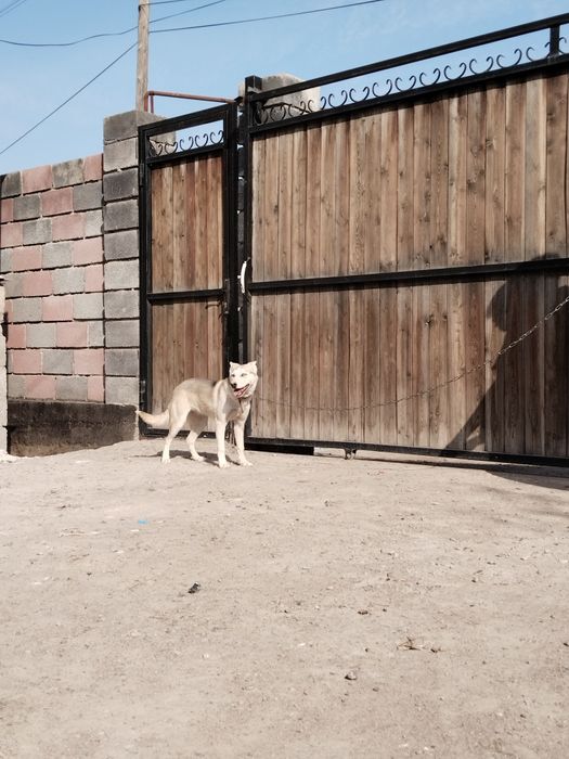 Хаски кушиги тегин