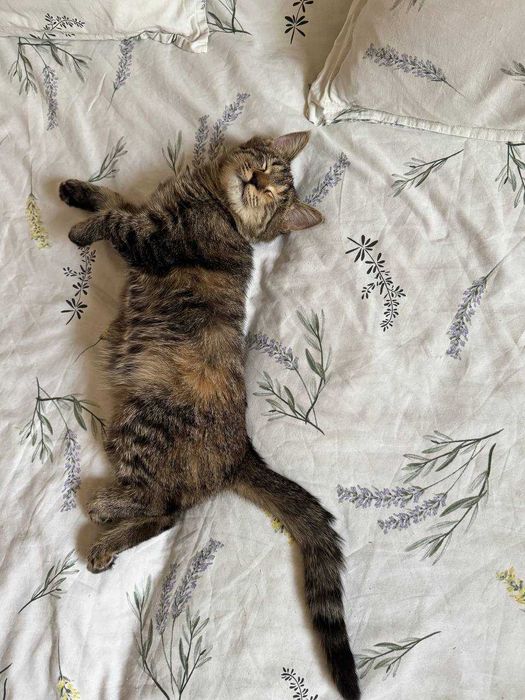 Котенок девочка окрас Табби 4 месяца. Бесплатно. Привита, есть паспорт