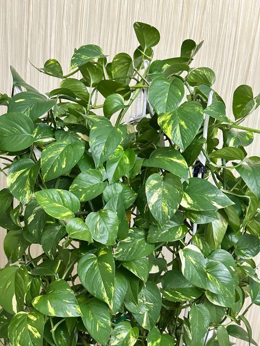 Комнатные цветы эпипремнум