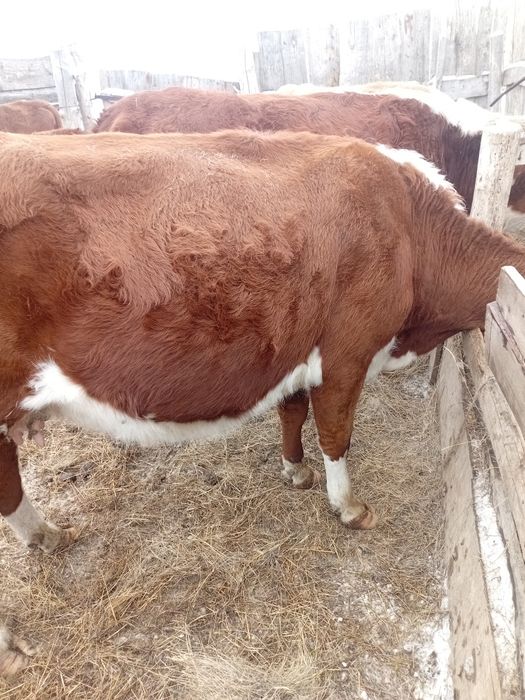 Согымга сиырлар бар