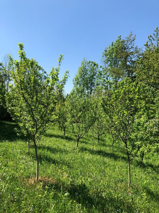 Teren intravilian Telega