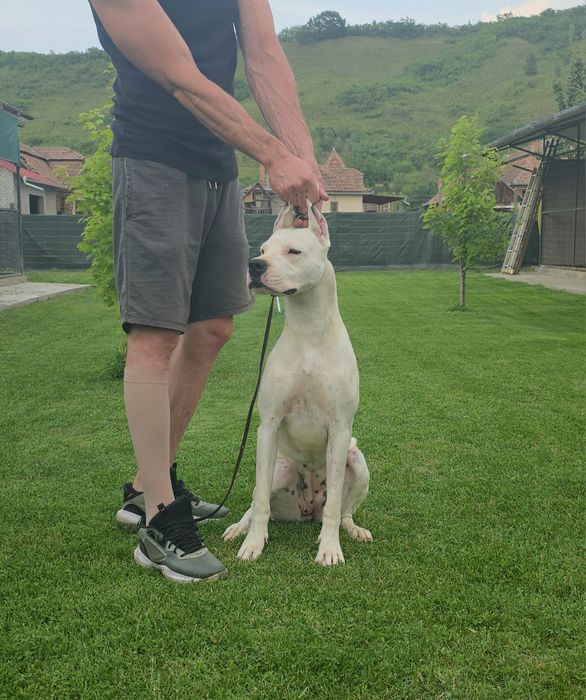 Dog Argentinian/Dogo Argentino