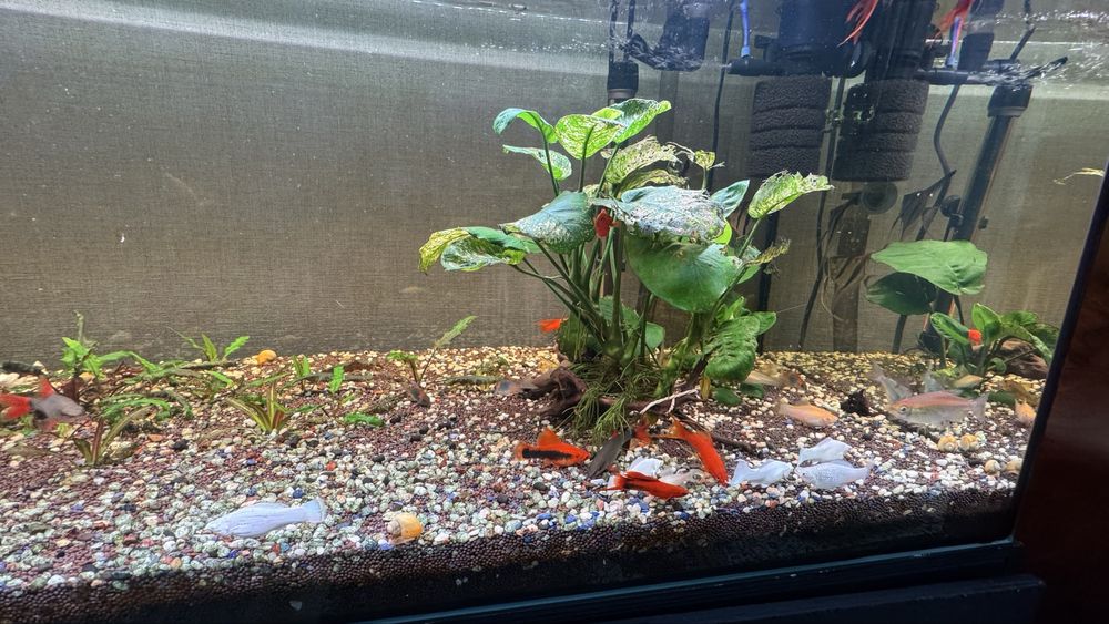 Продается аквариумные рыбы