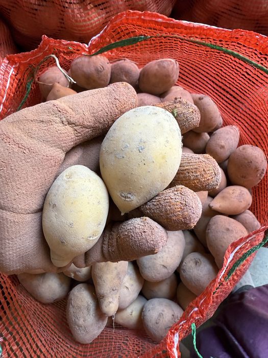 Картофель семенная