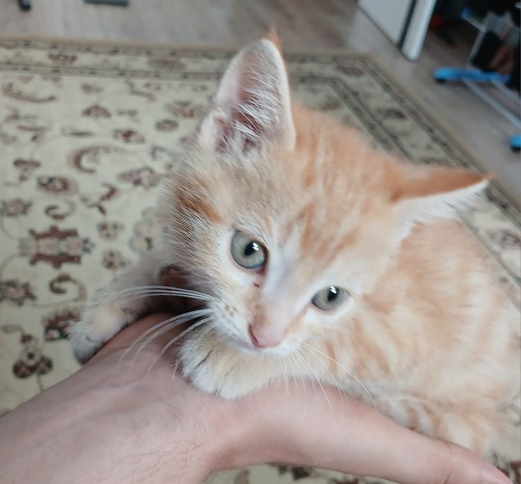 Отдам котёнка в хорошие руки