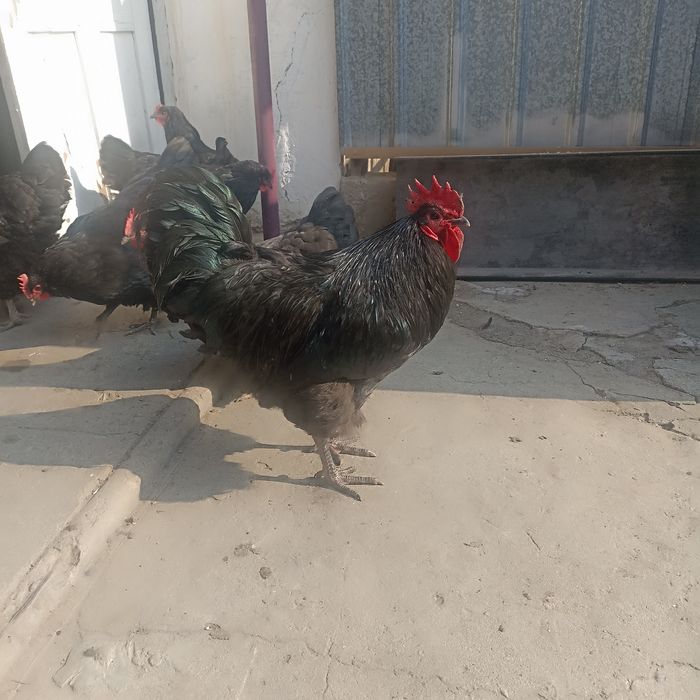 Семейка Джерсийского Гиганта