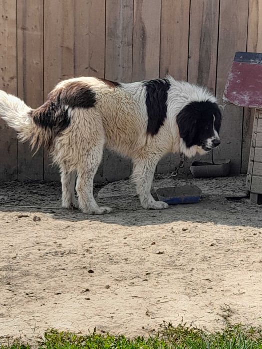 Mascul Ciobănesc Românesc de Bucovina