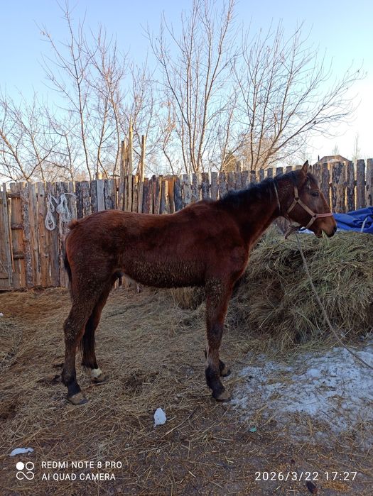 Продам перспективного жеребчика.