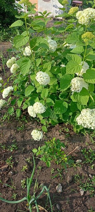 Цветы Гортензия Аннабель