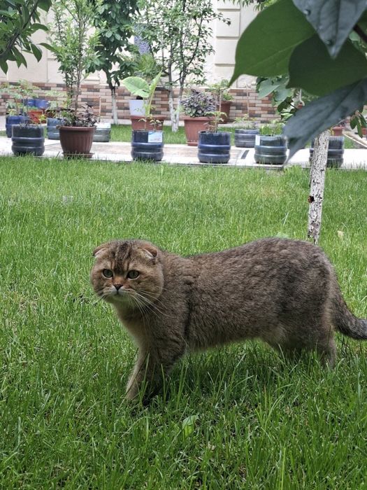 Britanskiy koshka