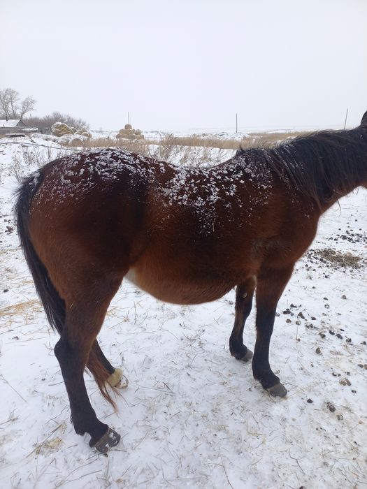 Продам кобылу жерёбая.