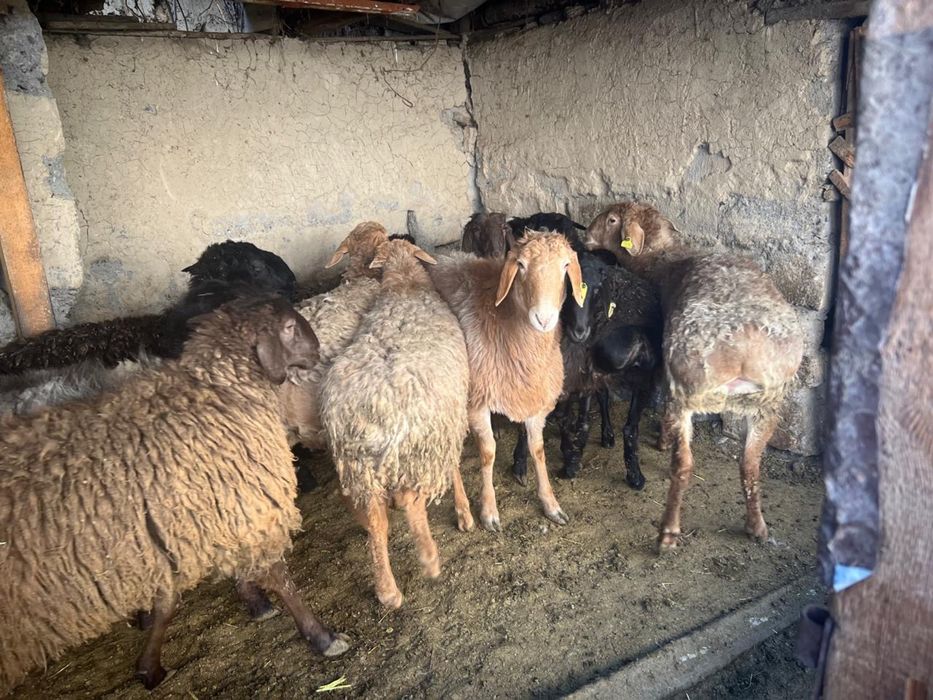 Токты сатылады