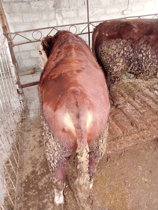 Buqa sotiladi yeb ichishi yaxshi