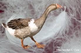 Пух-гусиный сухой мокрый