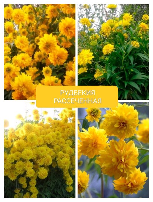 Саженцы многолетних растений.