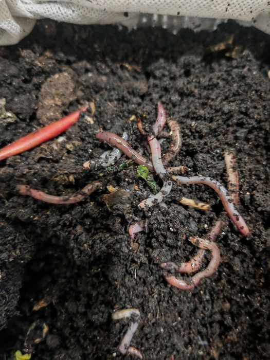 Черви для рыбалки дендробена