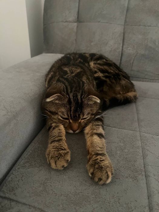 Шотландский вислоухий кот