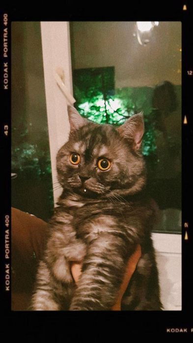 Шотландский кот ищет кошку для вязки