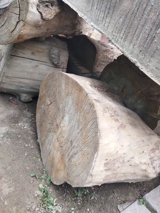 Қарағаштың кесілген шөркелер сатылады,