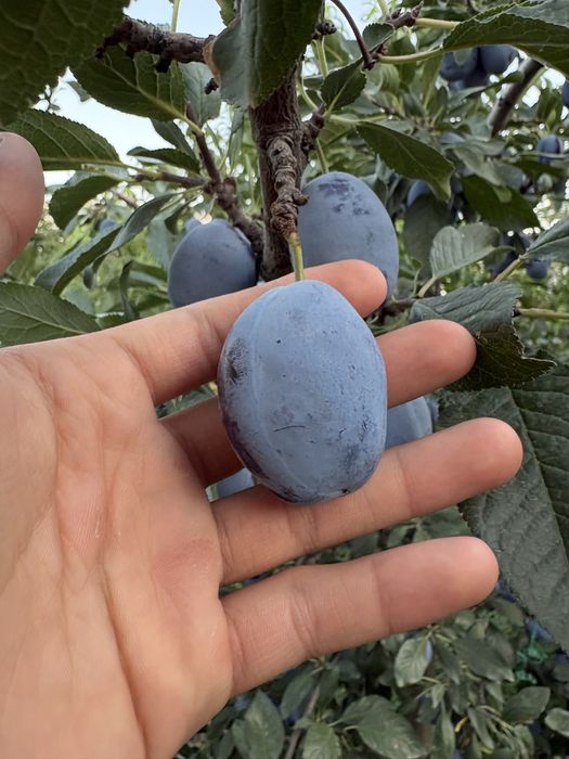 Сливая сочная , спелая
