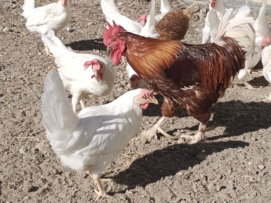 Куры несушки, тауықтар