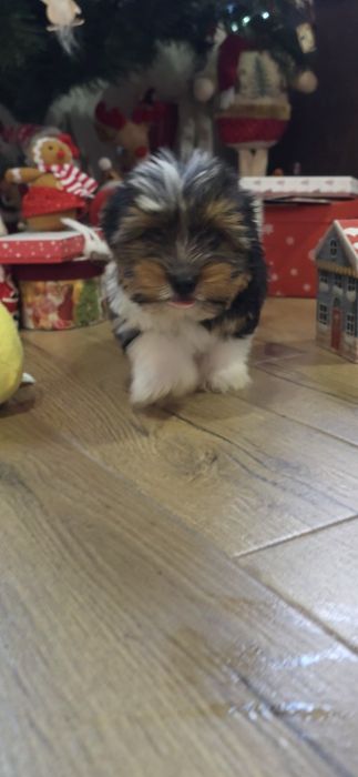 Йорки бивър териер две момчета!