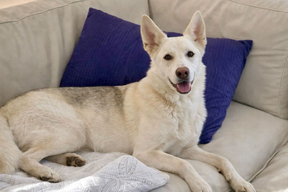 Молодая добрая собака Хасандра ищет дом