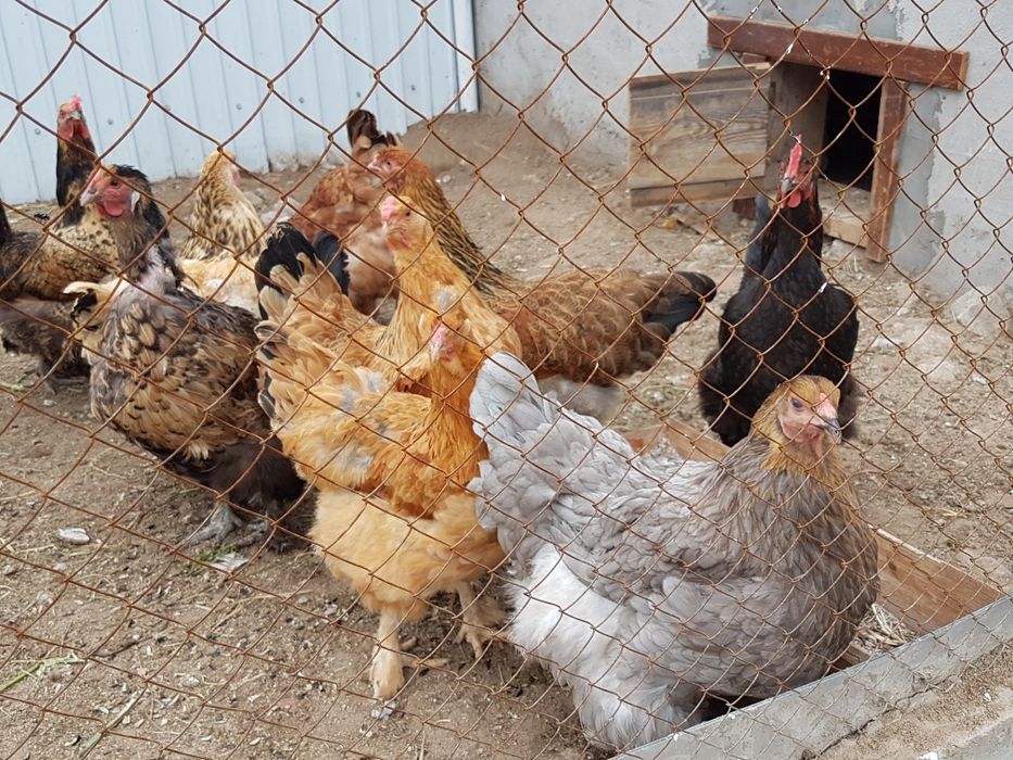 Продам домашних кур