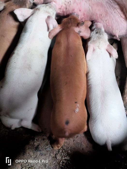 Продам супер поросят