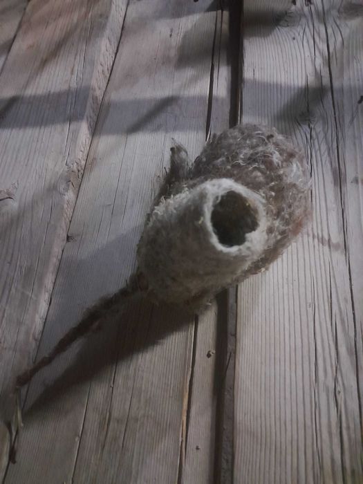 Құрқұлтай ұясы. Ішінде тұқымы жоқ