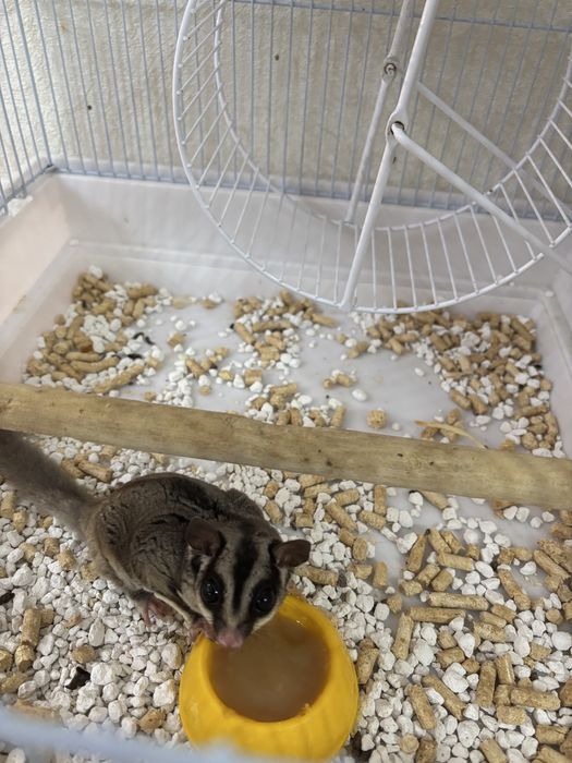 Белки летяги, с клеткой