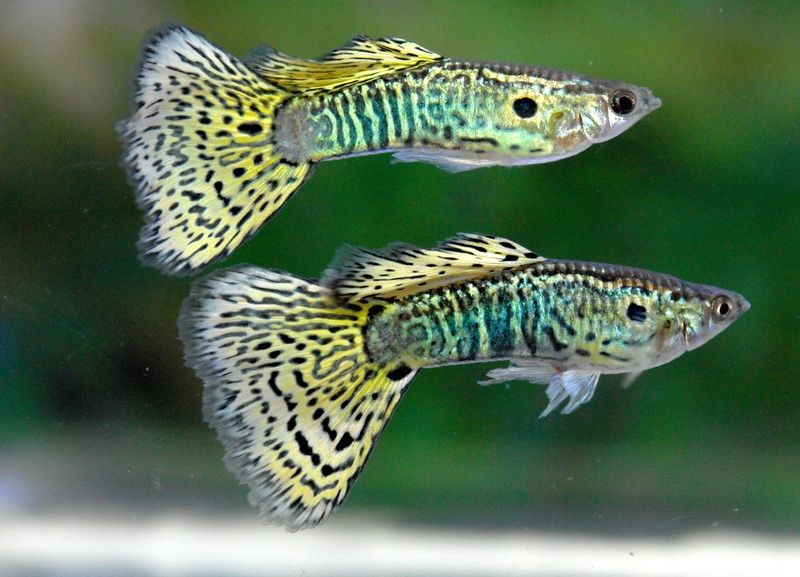 Распродажа рыбки ГУППИ