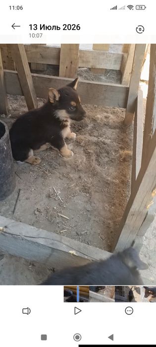Щенки немецкой овчарки