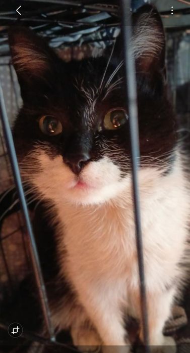 Котик молодой в поиске дома