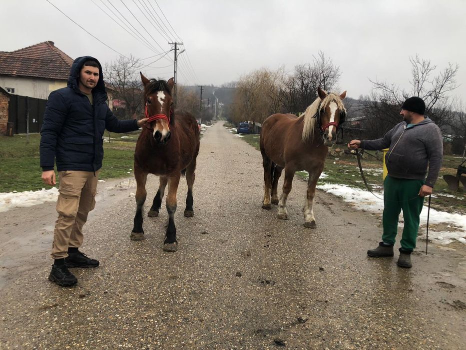 Vând manze 7luni, 3ani