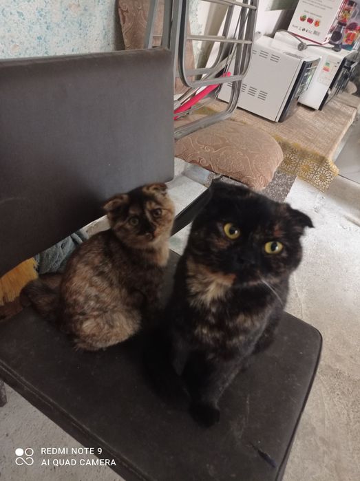 пишак сотилади пародалик