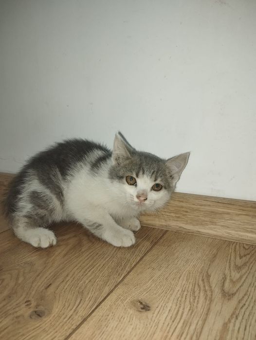 Котята. Отдам в хорошие руки!?