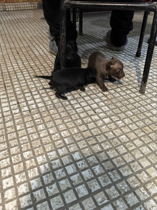 Пясъчни  пинчери