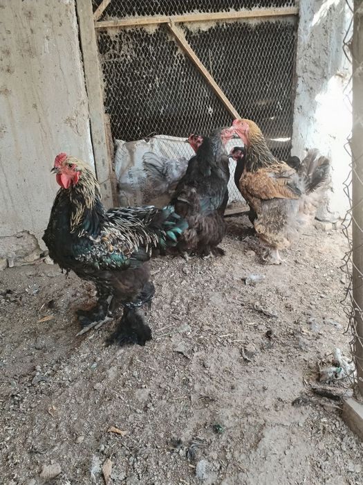 Brama va kora shaxzoda