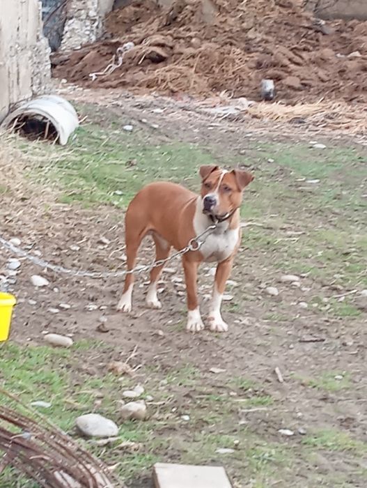 Пит бултер Американский парода