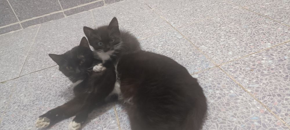 котенок  2 месяца мальчик