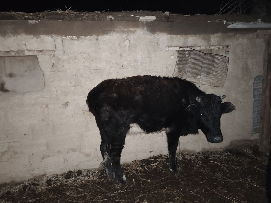 Қашар сатылады 3.5 жас