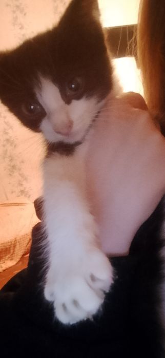 Девочки солнышки в добрые руки