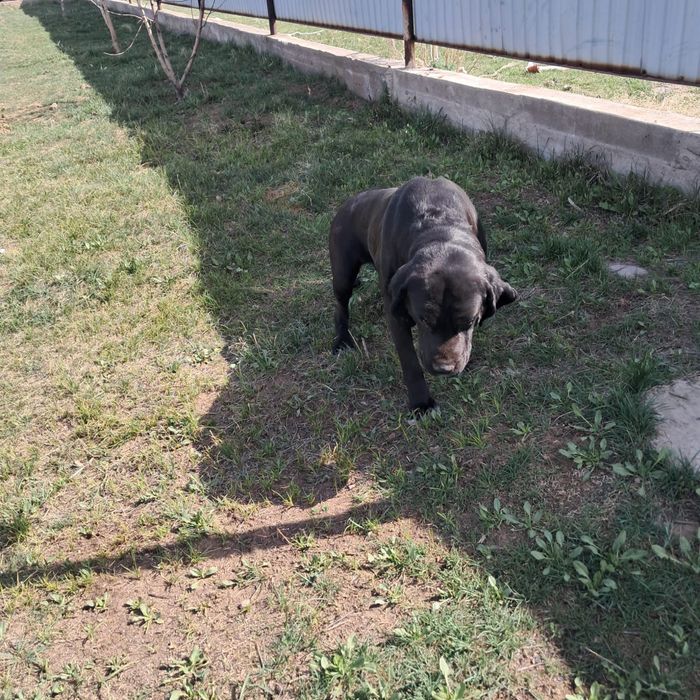 Продам лабрадора