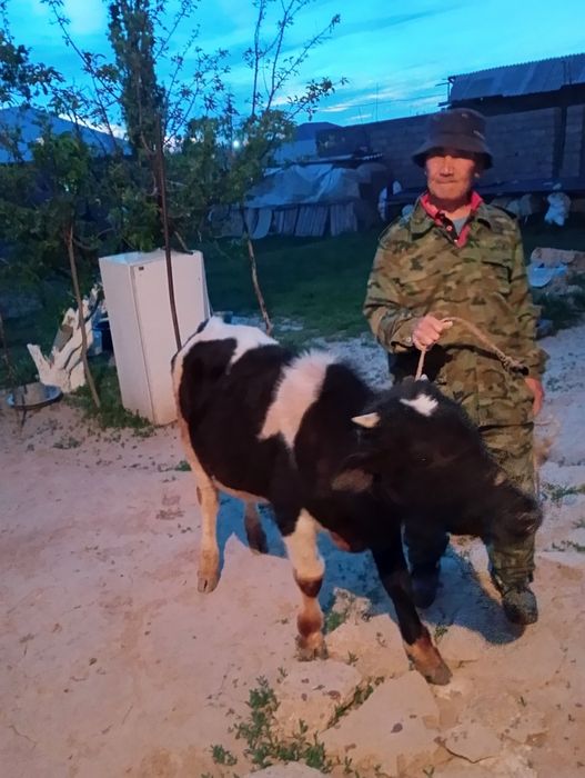Бука мен Тана Састобе