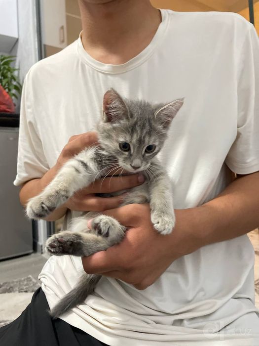 Продается котенок, девочка