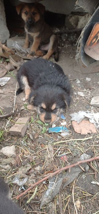 Собачки ищут хозяина